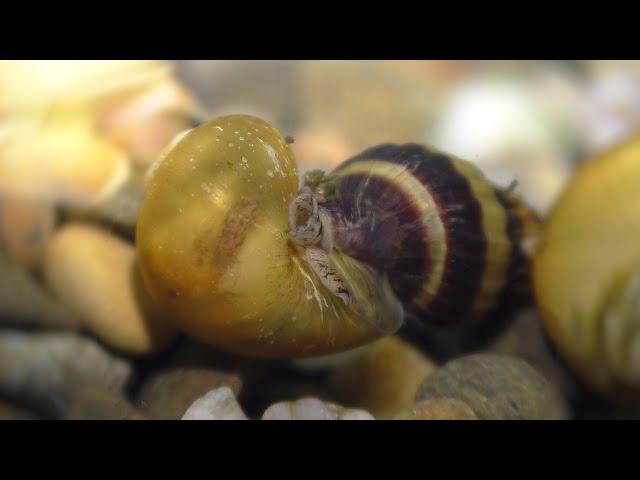 Ampullariidae snail from birth to eaten by Helena /Улитка Ампуллярия от рождения до поедания Хеленой