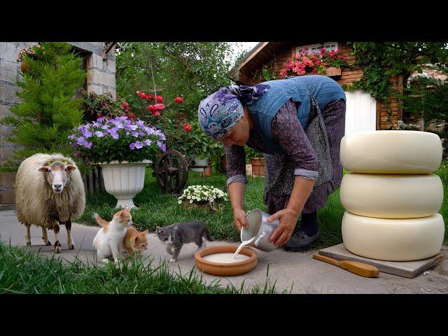 Fresh Sheep's Milk Cheese Making in Nature 