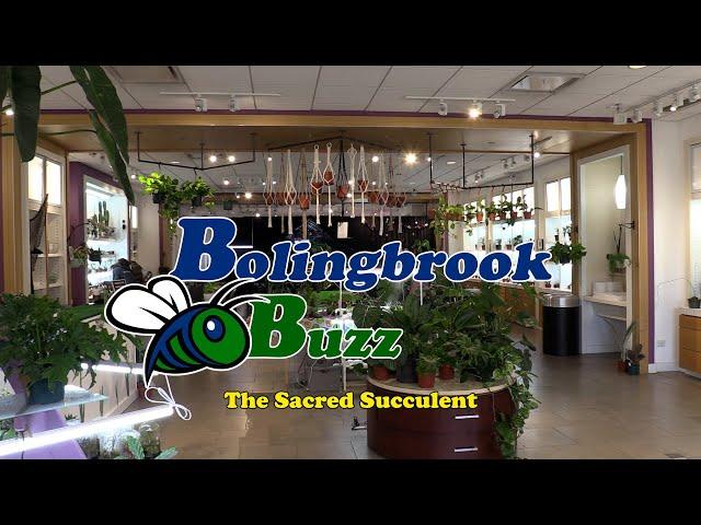 Bolingbrook Buzz - Sacred Succulent