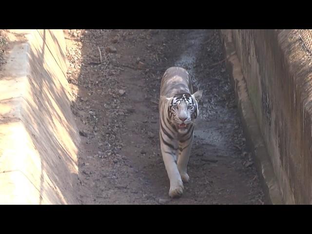 Black Tigers of Nandankanan Zoo | Odisha | India |