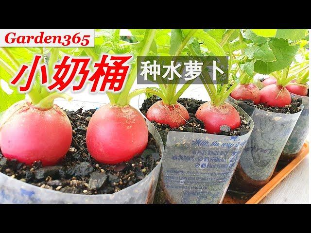 【水萝卜种植】怎样在（小塑料瓶）里种出（水灵个大）的水萝卜？ | 只要掌握这一点，色彩艳丽，好吃好看