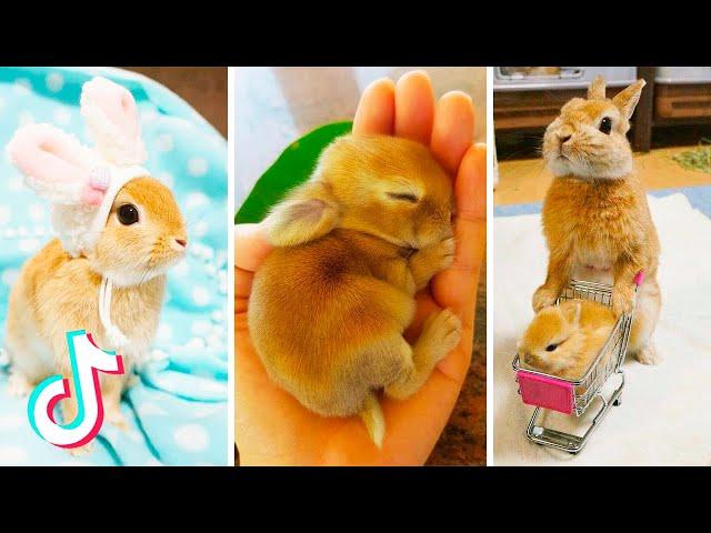 Cute Bunnies That I've Found on Tik Tok | BUNNY COMPILATION 