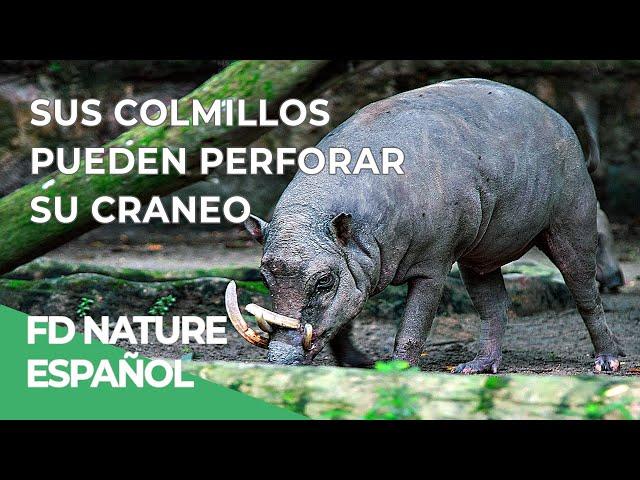 Armas Letales: Colmillos | Free Documentary Nature - Español