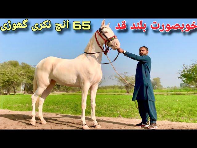 65 inch Nukri Ghori|Panch kaliyan Ghori For sale