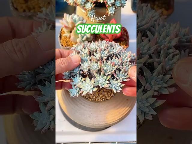 How to Actually Care for Your Succulents (Tips & Tricks)