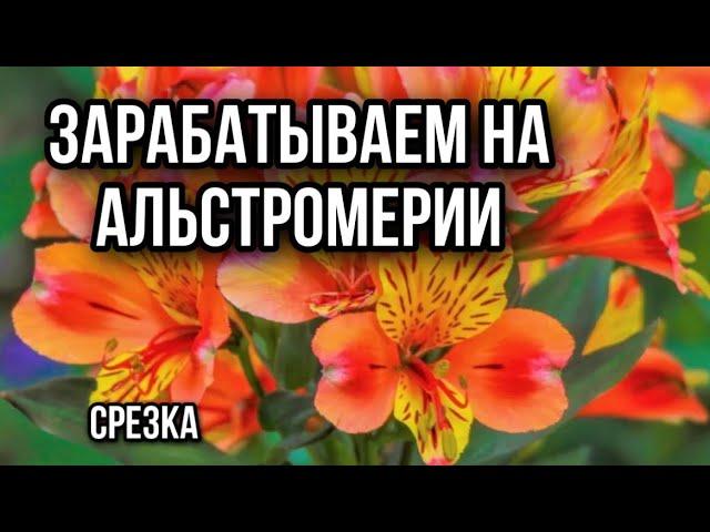 Альстромерия в теплице, стадия среза