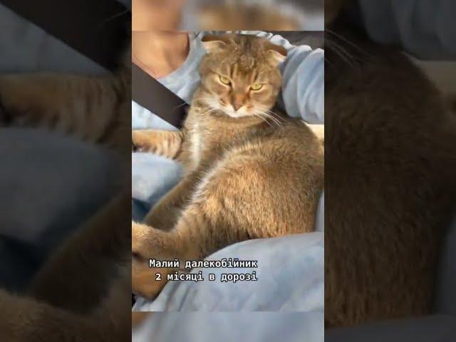 Один котик - дальнобойщик  другой - обжора 