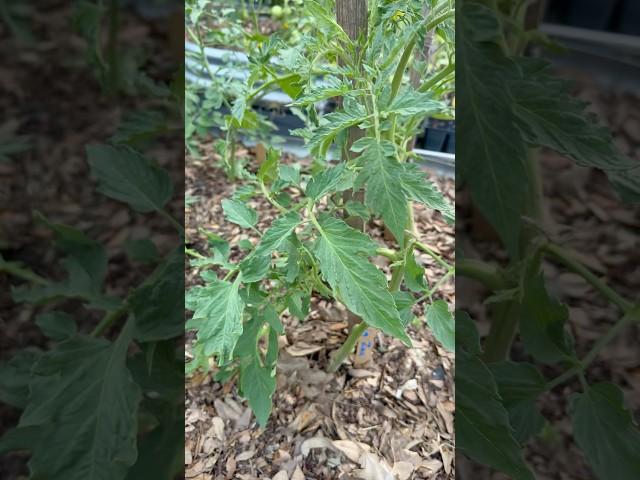 Big Zac tomato update for #tomatochallenge2025