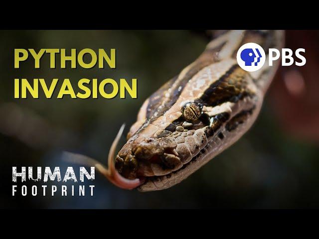 Giant Pythons Have Overrun Florida. Here’s Why.