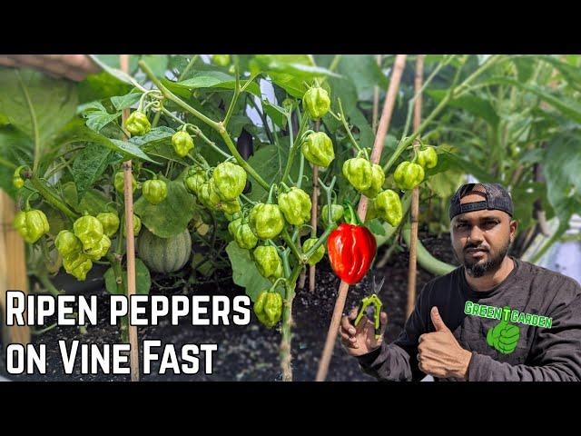 How To Ripen Peppers Faster  |Simple & Easy Way|   #greentgarden #pepper #garden