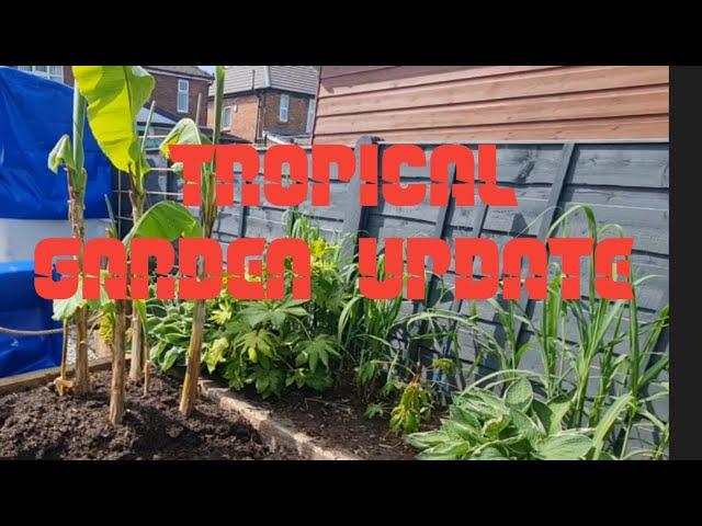 TROPICAL GARDEN UPDATE  