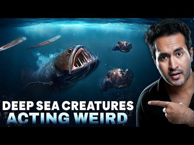 Why Deep Sea Creatures Act Weird?