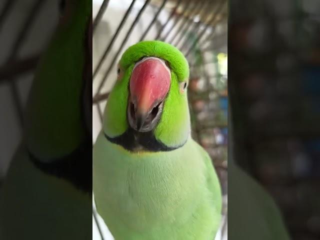 ye mithu talking parrot cute ️