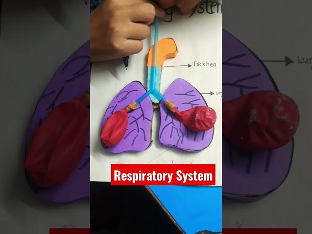 Working model of Respiratory System in Human