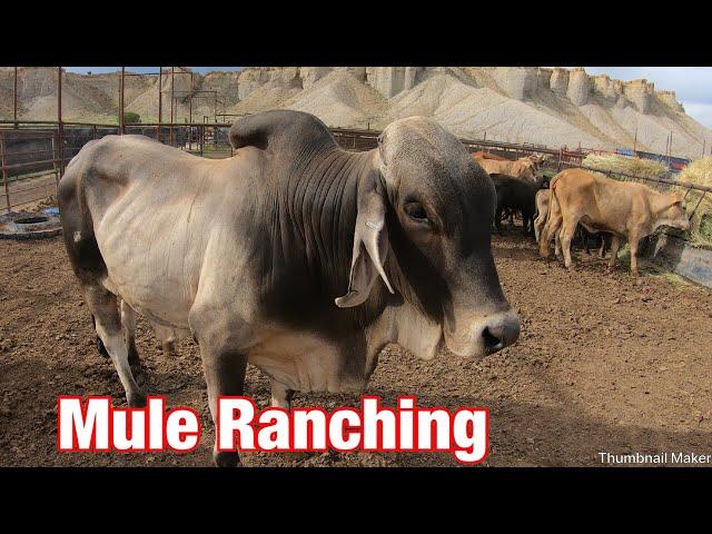 Chasing Brahman Cows On Mules; Mule Ranching Vlog #4