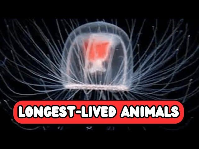 Top 10 Animals With the Longest Lifespans | Nature’s Incredible Survivors | UZR Tube