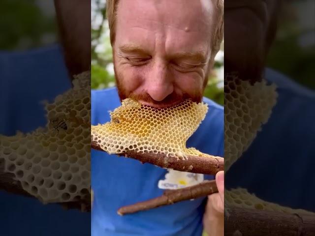 #bee #honeybee #honey #honeycomb #beelife #food #beeshoney #nature #wildhoneybees #funny