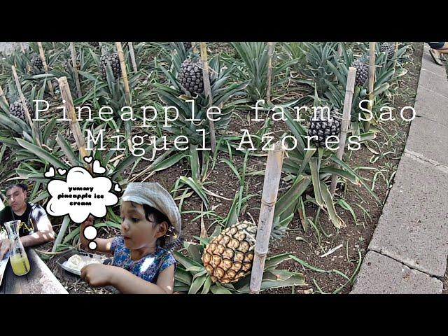 Pineapple farm Sao Miguel Azores