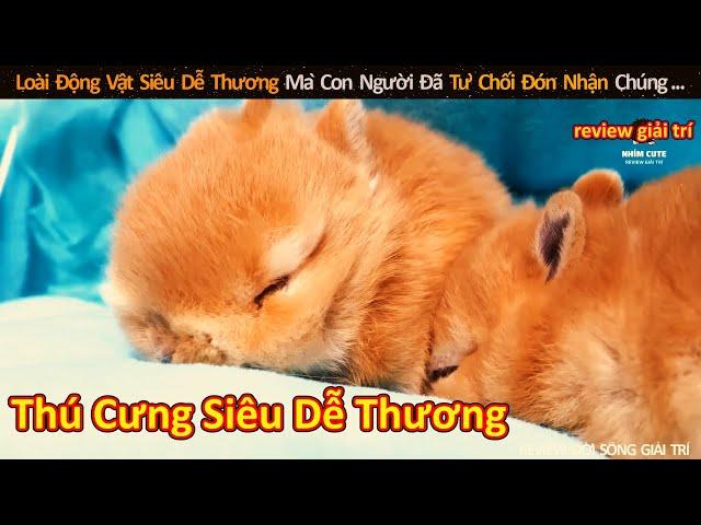 Loài Động Vật Siêu Dễ Thương Mà Con Người Đã Từ Chối | Review Giải Trí Đời Sống