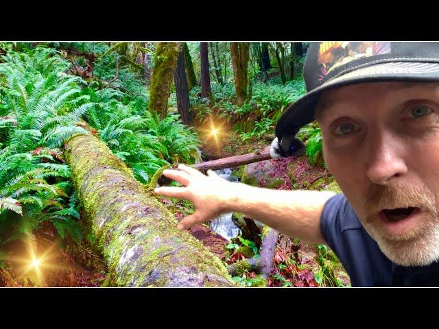 Ancient Sea Bed GOLD in Oregon Mountains