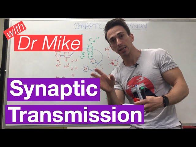 Synaptic Transmission | Neuron