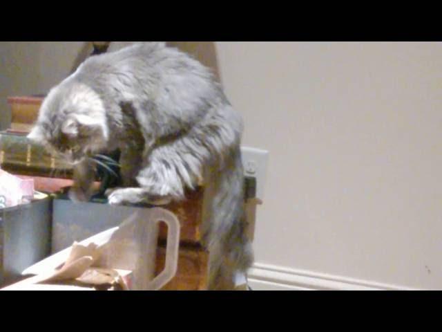 Pippin the cat vs. the food