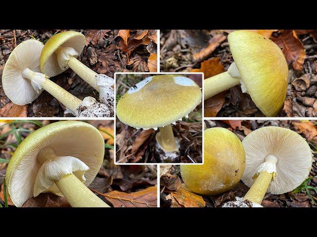 Grüner Knollenblätterpilz, Amanita phalloides | Grüner Wulstling, Giftchampignon, Giftgrünling