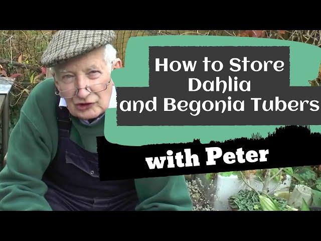 How to Store Dahlia and Begonia Tubers | Garden Ideas | Peter Seabrook