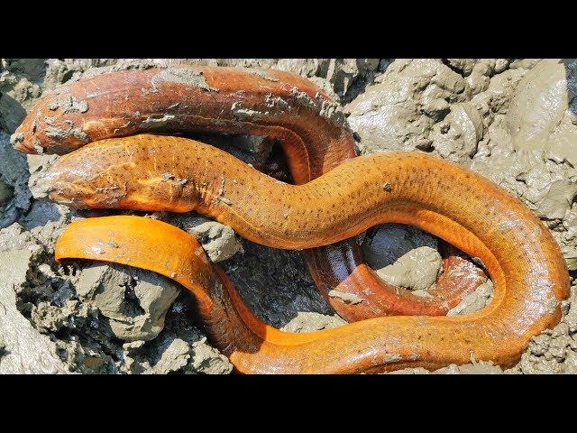 Best Mud Water Fishing | Eel Fish Searching Under Mud Water