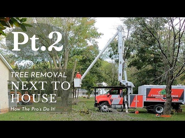 Tree Removal Near House: How the Professionals Safely Bring Down a Big Tree. Timber Source-Part 2