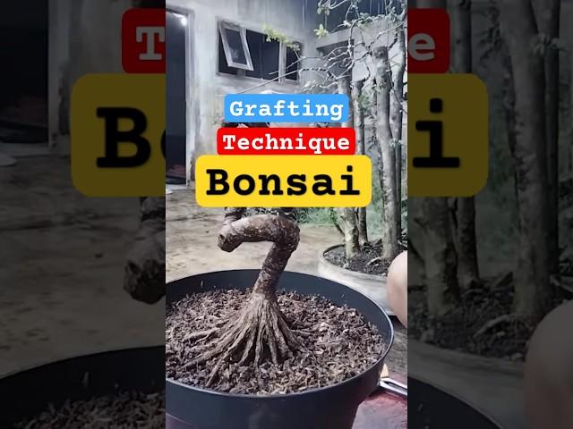 solution plants Bonsai #kereaktipchannel #bonsai #inspirasibonsai