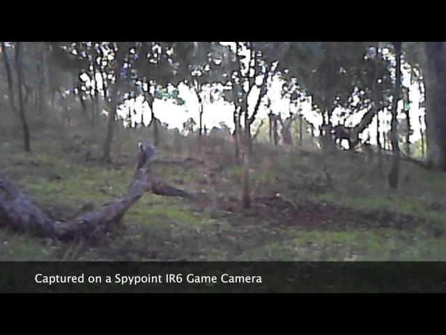 Eagle Attacks Kangaroo.mov