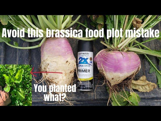 Avoid this brassica food plot mistake.