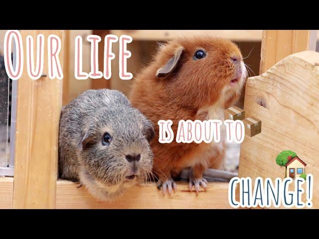 Exciting Guinea Pig Life Update | Guinea Pigs Are Moving