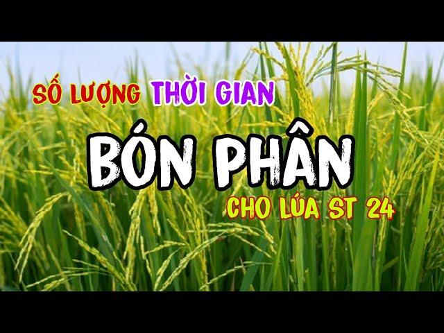 Số lượng và thời điểm bón phân cho lúa st 24 | lê chung vlog