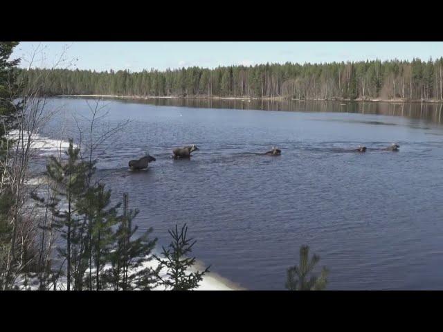 Check this out: Moose migration a sight to see in northern Sweden