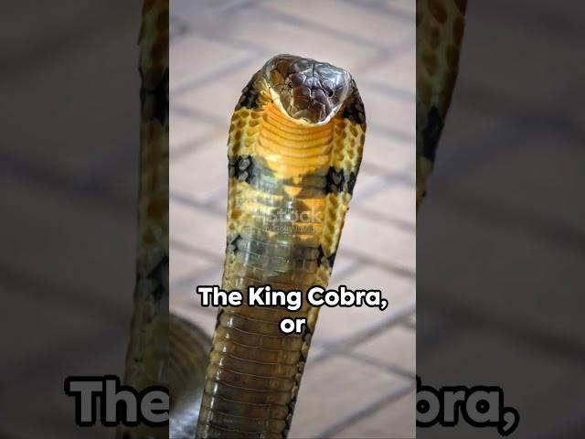 The #kingcobra Facts:  #amazingfacts #factshorts #randomfacts #universeexploration #animals #snakes