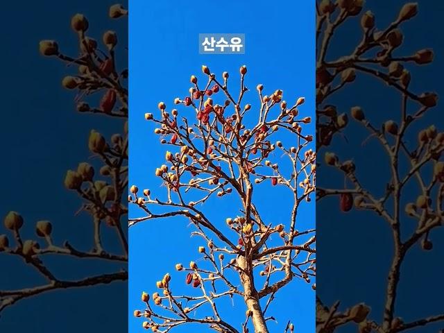 #산수유 #열매 #꽃봉우리 #힐링공간  #healing #shorts