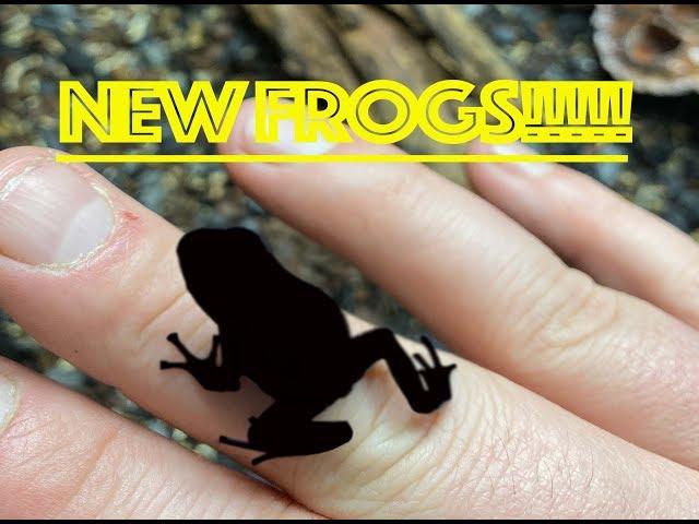 New Frogs!!!