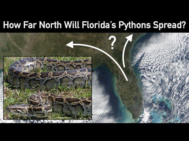 How Far North Will Florida's Pythons Spread? | Invasive Biogeography