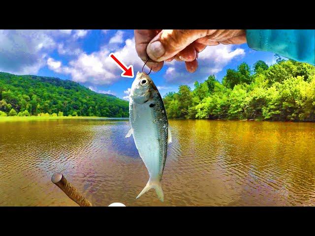 Fishing Livebait THIS WAY Makes Catching Fish Easy!