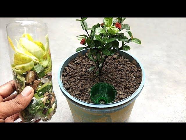 Easy and free organic fertilizer for all plants | Best homemade natural fertilizer