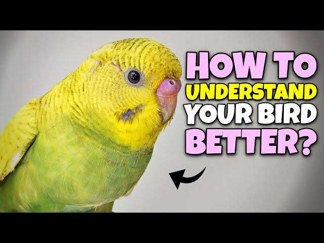 How to UNDERSTAND your Pet Bird Better?