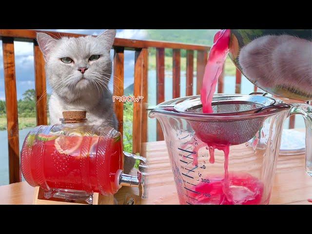 Cat Cooking Food Asmr || Special Rum Watermelon || 9 Watermelon Recipes~Summer Drinks