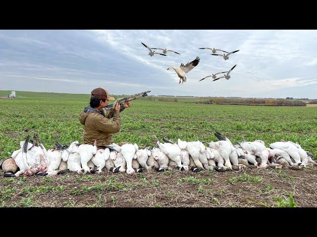 Duck and Goose Hunting a Greenfield! (40 Bird Hunt)