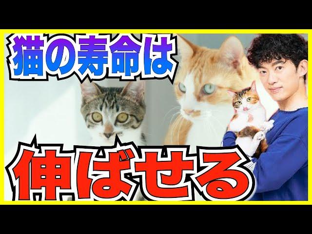 【DaiGo】猫の寿命は伸ばせる 食事改善【メンタリストDaiGo切り抜き】