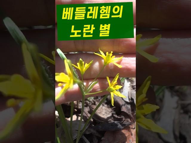 Gagea lutea Yellow Star of Bethlehem