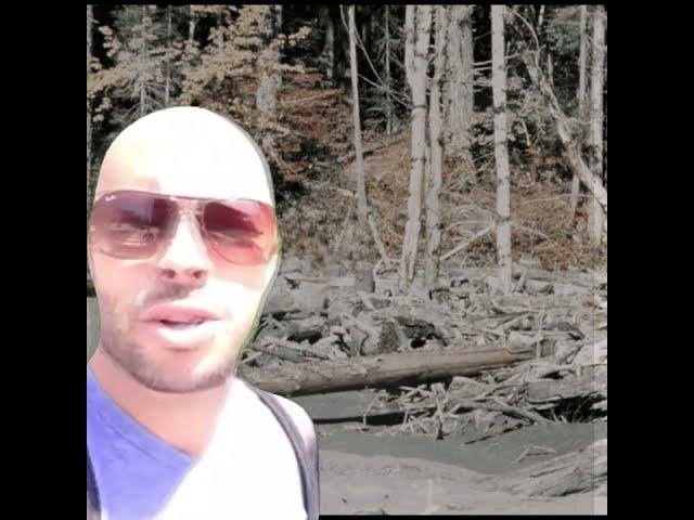 hey guys i'm just in the forest just hangin out