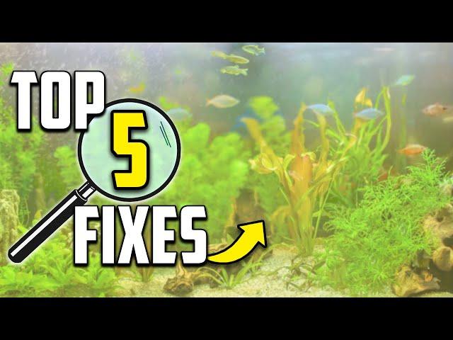 5 Reasons Your Aquarium Looks Cloudy (And How to Fix It!)