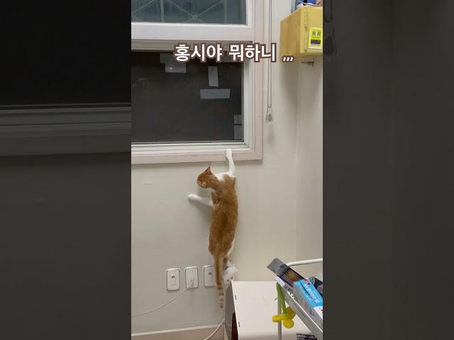 이거보고 식겁해서 방묘창 했답니다 